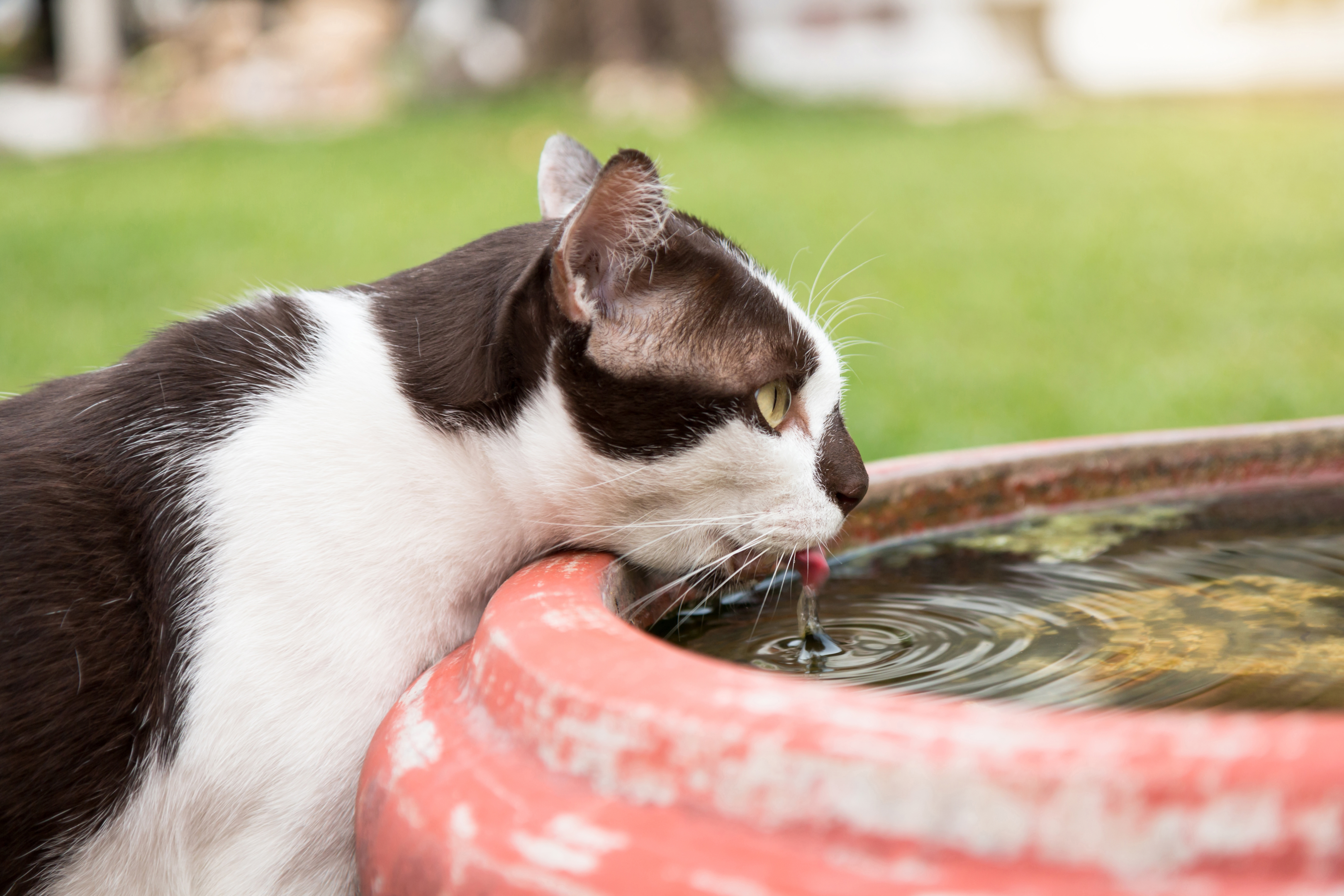 Le chat boit beaucoup : quand est-ce problématique ?