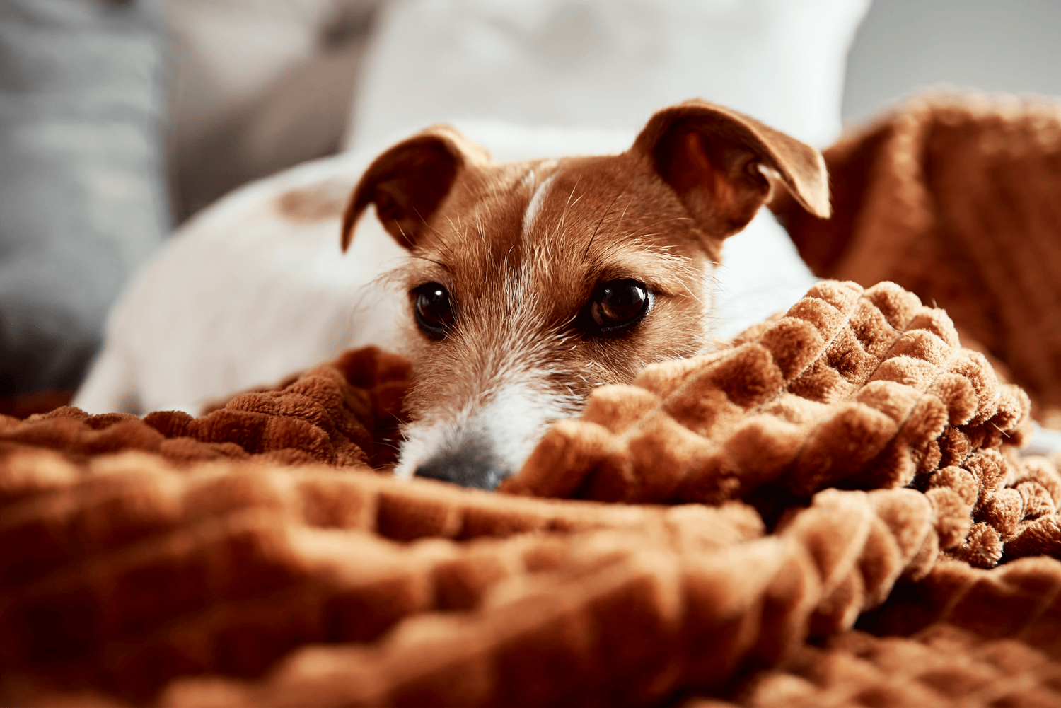 Hund frisst nicht? Die besten Tipps zur Ursachenfindung und Lösung - RECOACTIV DE