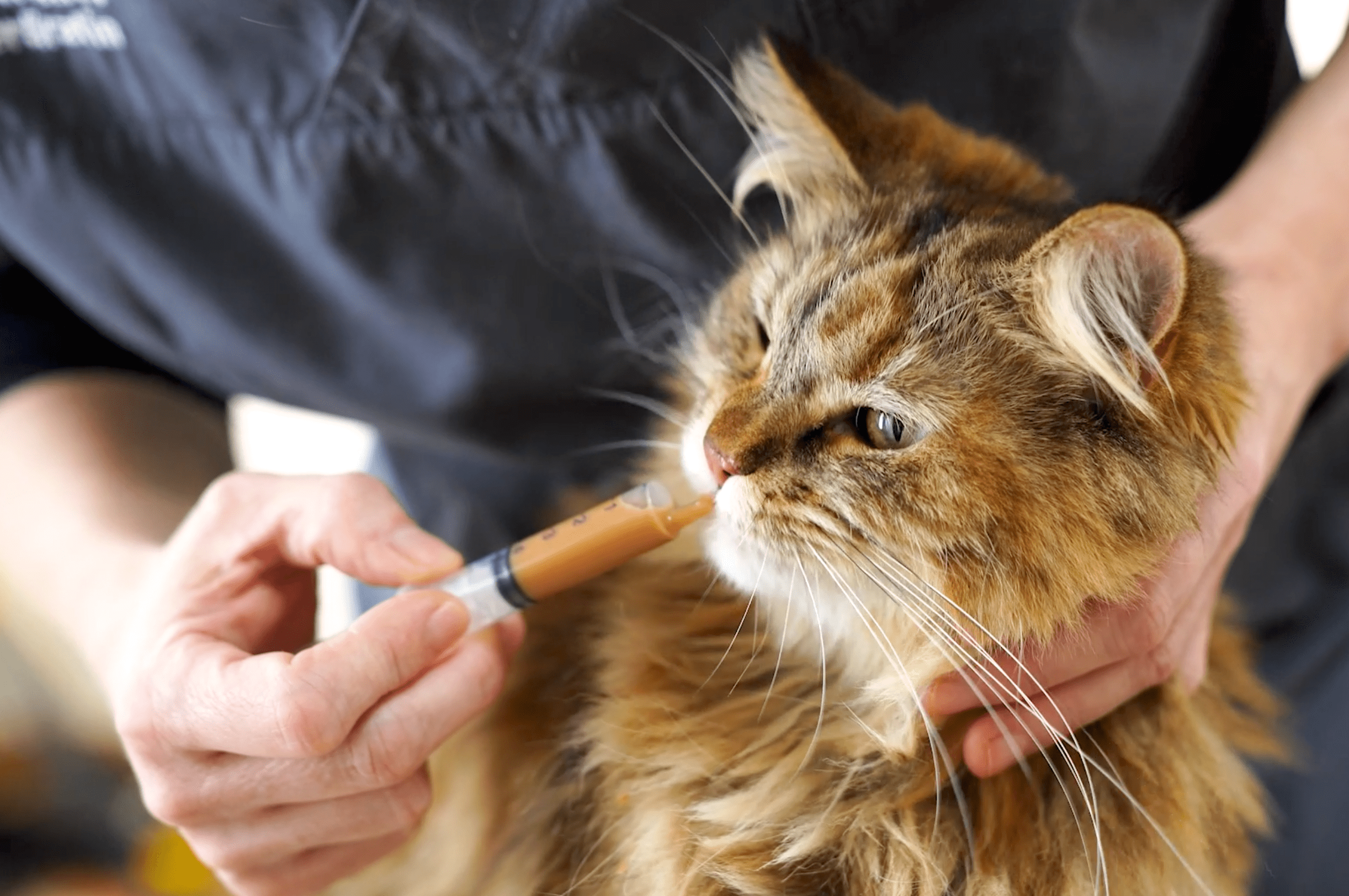 Nahrungsverweigerung bei Katzen: Ursachen erkennen und Lösungen finden - RECOACTIV DE