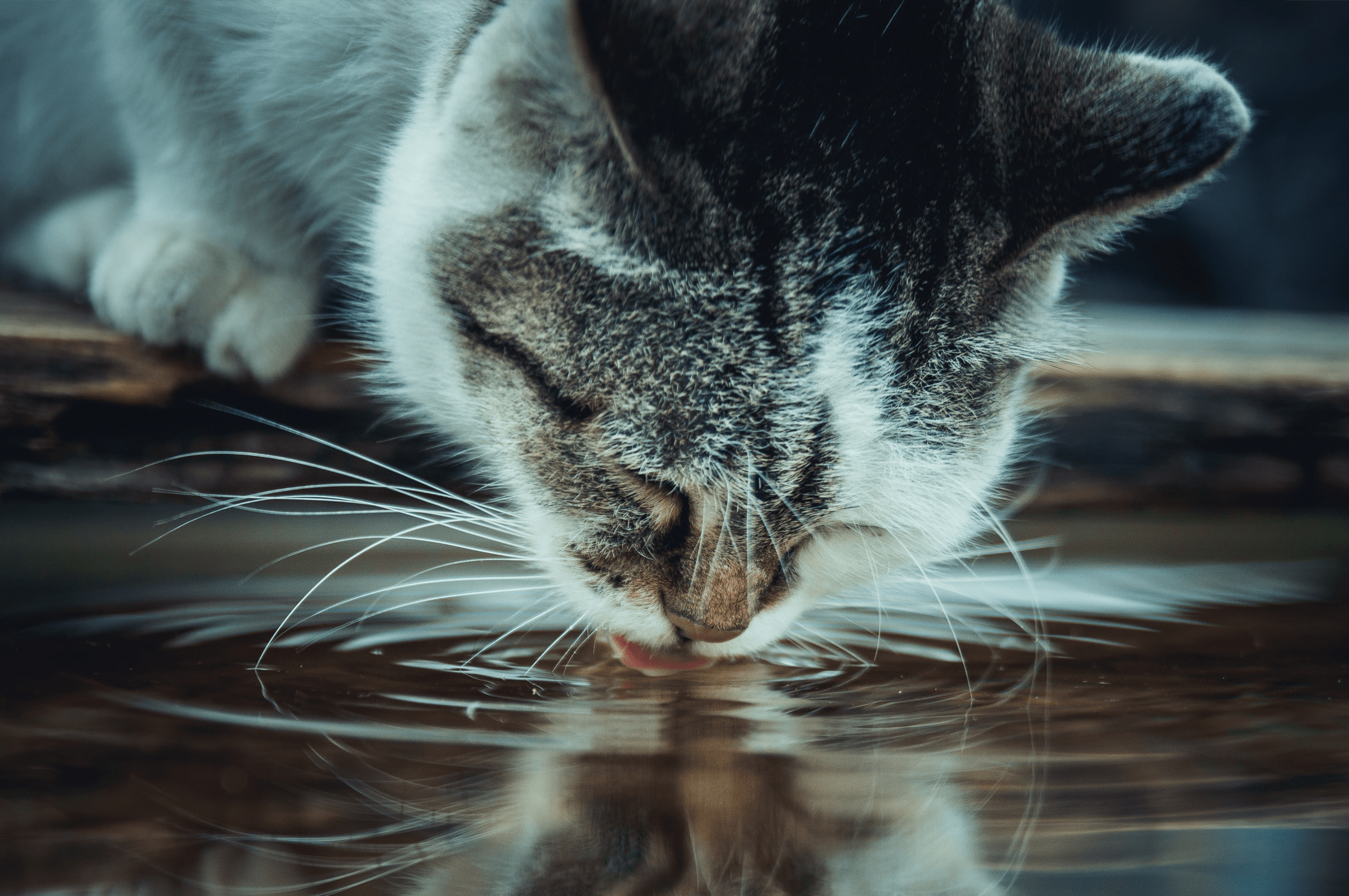 Nierenfunktionsstörung bei Katzen: Symptome erkennen und behandeln - RECOACTIV DE