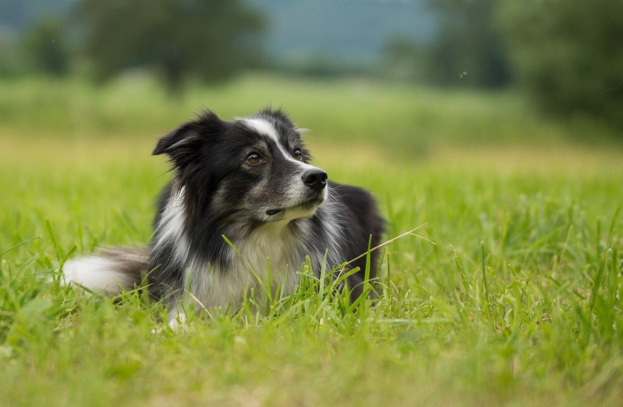 Warum fressen Hunde Gras? 7 wichtige Gründe und was du wissen solltest - RECOACTIV DE
