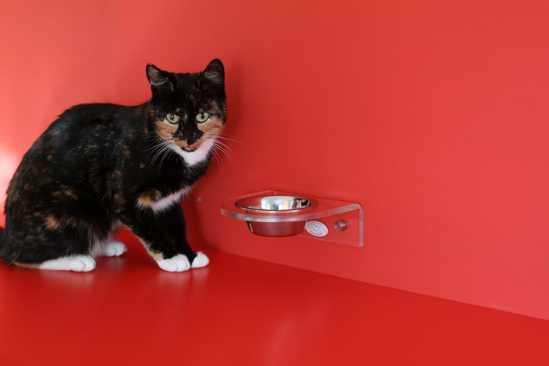 Stimulant de l'appétit pour le chat - C'est ainsi que le chat mange à nouveau