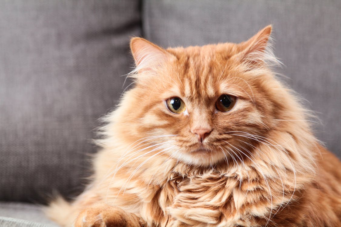 Le chat boite : combien de temps dure une entorse ?