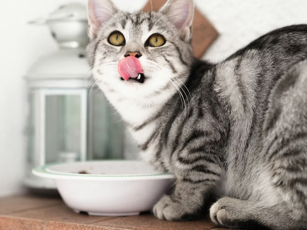 Que peuvent manger les chats ? – Aliments toxiques