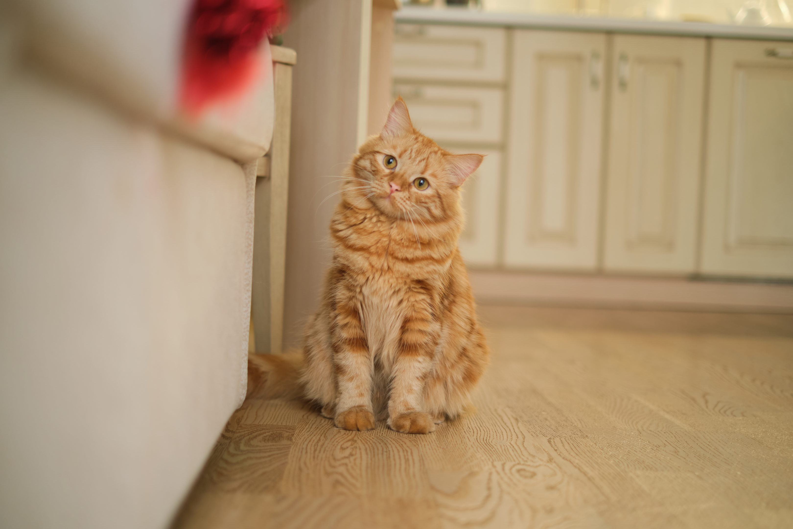 Chats atteints de démence – compléments nutritionnels utiles