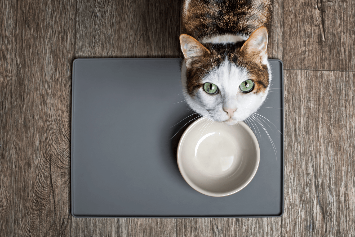 Nahrungsergänzungsmittel Katzen – das ist wichtig - RECOACTIV DE