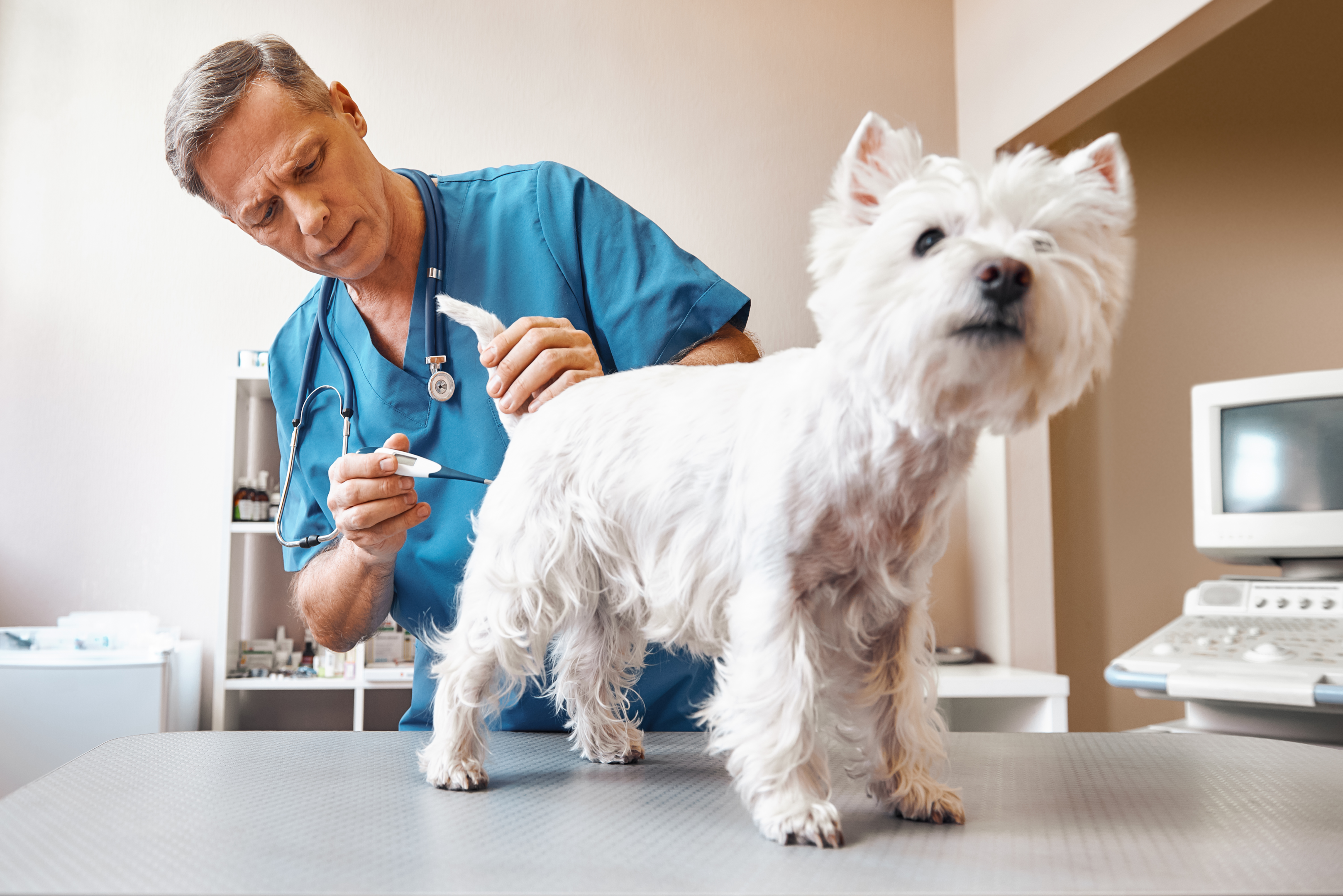 Que faire si le chien a de la fièvre ?