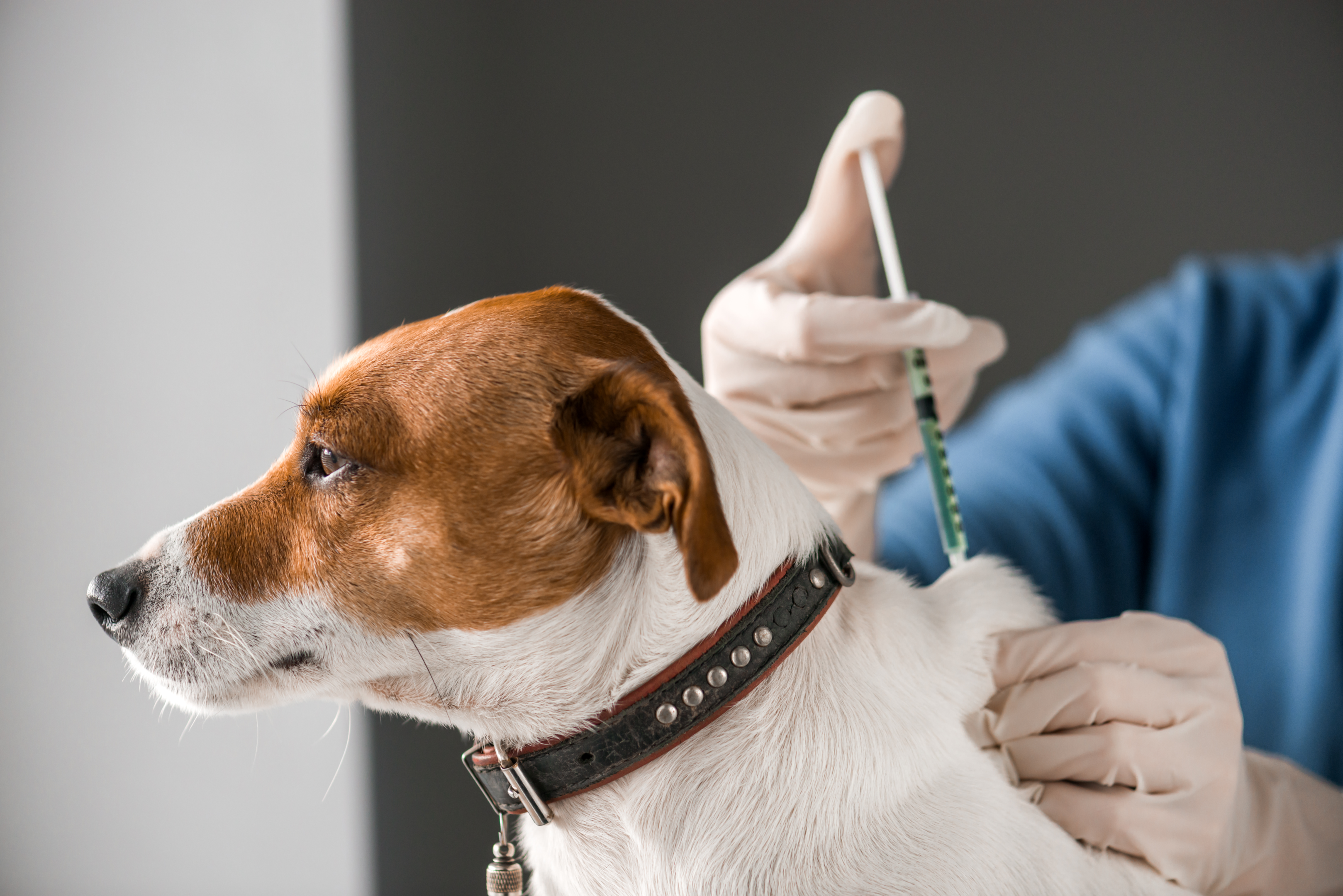 Vaccination pour chiens : types et intervalles