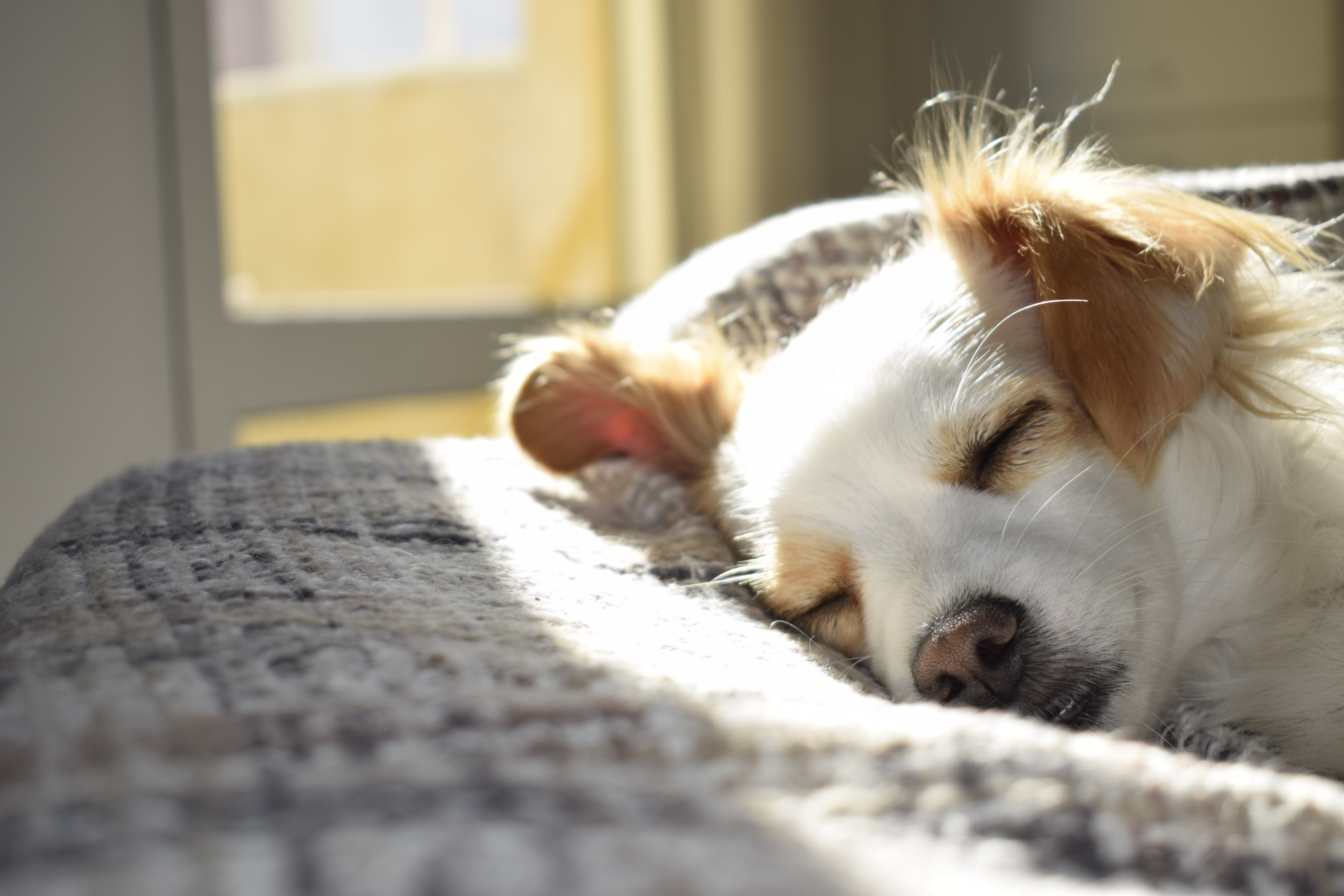 Rhume de chien : remèdes maison contre la toux, l'écoulement nasal et l'enrouement