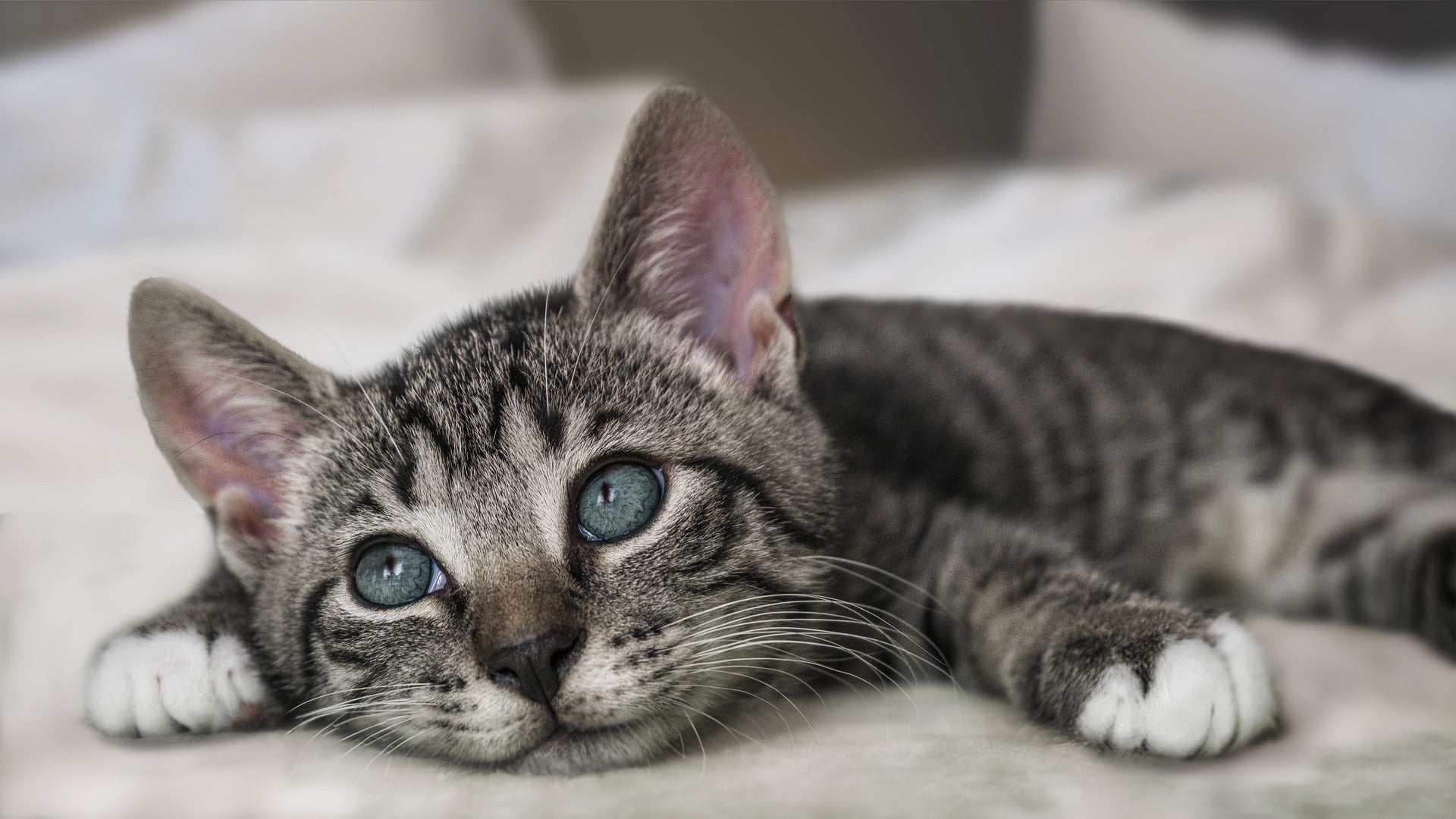 Taurine pour chats – pourquoi est-ce si important ?