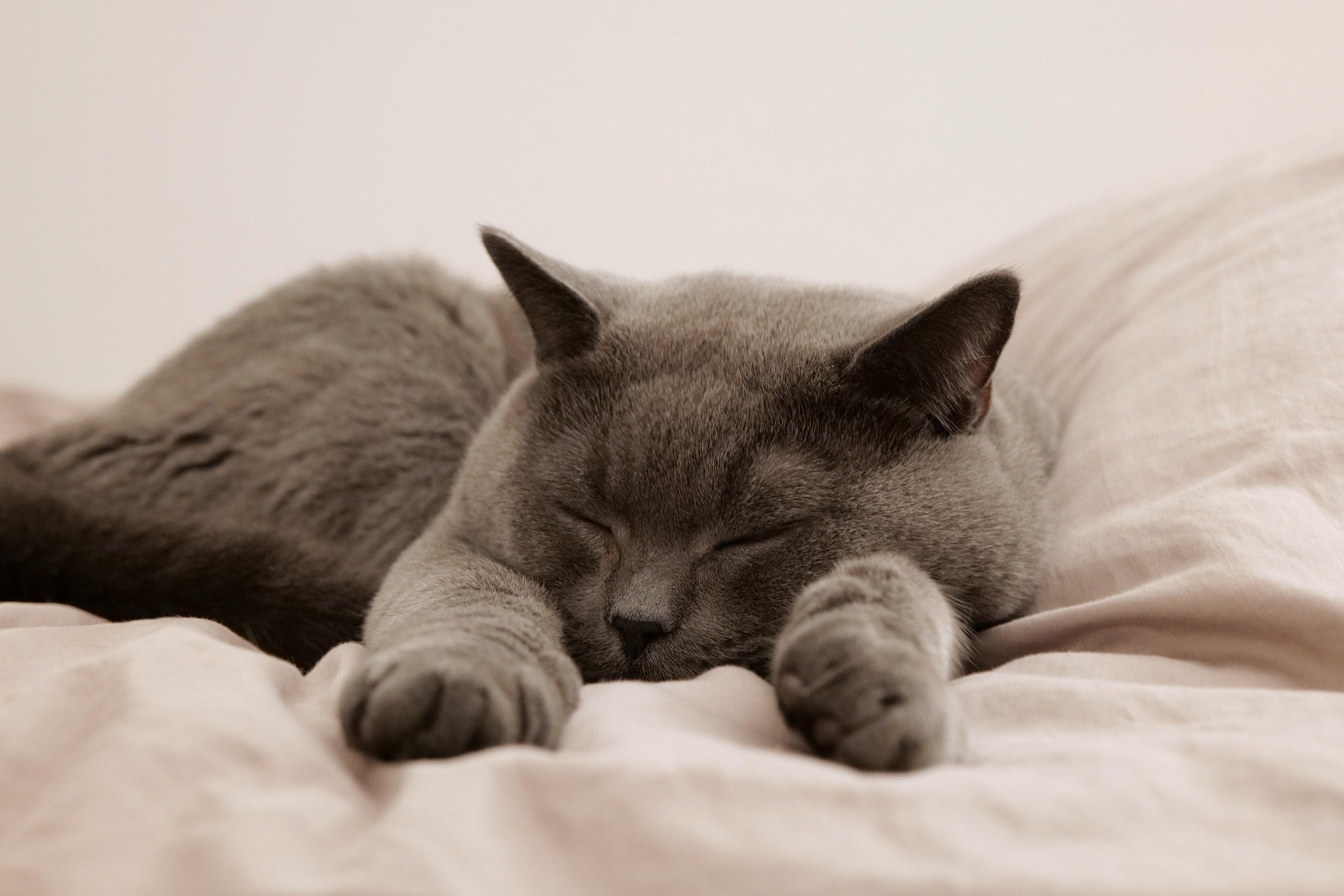 Nourriture légère pour chats – conseils pour les propriétaires de chats